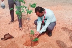 Tree-Plantation-5