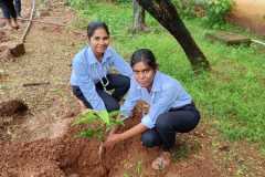 Tree-Plantation-6