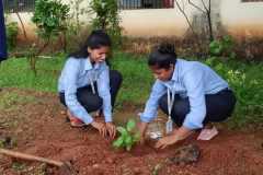 Tree-Plantation-7