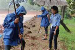 Tree-Plantation-8
