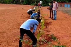 Tree-Plantation-9
